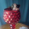 Yorkie 