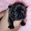 Frenchies & fluffy frenchies