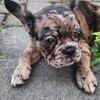 FRENCH BULLDOG PUPPIES AVAILABLE NOW 