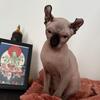 Sphynx kittens for sale