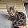 F1 bengal kittens 