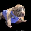 American Bully Female, Blue