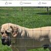 Muscle-Mastiff Puppies 