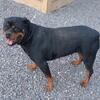 AKC Rottweiler 