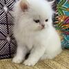 Persian kittens 