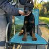AKC 100% euro Doberman puppy