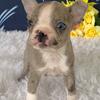 Boston terrier puppies for sale