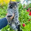 Purebred Maine Coon Kittens