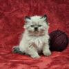 Female Himalayan Kitten - (Burgundy)