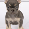 Frenchie Blue and Tan Female