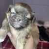 CKC chocolate female Shih Tzu 