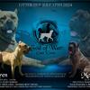 God Of War Cane Corso - Your new best friend - puppies