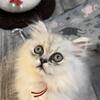 Red ( blue-white Persian) 3 month old  5712259455