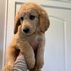 8 week old Male Goldendoodle