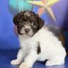 Brandy Female Schnoodle