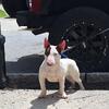 Liver Bull Terrier Pup