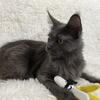 "MILA" BLUE SMOKE MAINE COON FEMALE RETIRED SPAYED