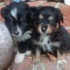 Pomapoo mini aussie puppies. Smithfield VA