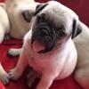 PUREBRED PUG PUPPIES -Ready Jan 16
