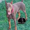 Akc Registered 100% European Line Dobermans 