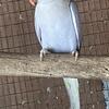 Indian ringneck 