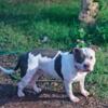 young UKC standard american bully  - stud service only 750