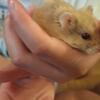 Very friendly Russian Dwarf hamsters !!!