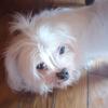 Male Maltese