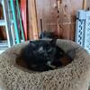 Adorable kitten for sale!!