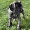 AKC English Mastiff female pup
