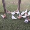 Texas Pioneer Pigeon