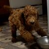 Standard Poodle Puppies