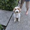 4 month old Labradoodle for rehoming