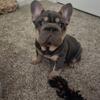 Blue and Tan big rope french bulldog