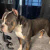 3 year old blue tri American bully 
