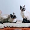 Siamese Seal point kittens available to approved loving homes.  .