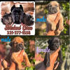 Cane Corso Puppies