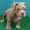 american bully