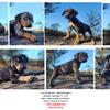 Louisiana Catahoula Leopard Dog puppies