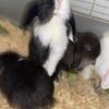 Holland lop litter & lion lop litter (separate litters)
