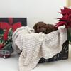 AKC Registered Red Toy Poodle Pup
