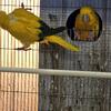 Golden conure