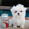 Show Quality And Healthy Male Maltese Puppy For Sell