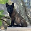 Belgian malinois puppies