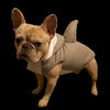 Micro French Bulldog