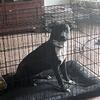 American bully mix 