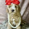 Petite Australian Goldendoodle - Red Female