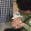 Stunning And Healthy Female Puppies For Sell