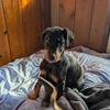 AKC Aura Dobermans 