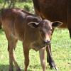 Micro Miniature Zebu Calves